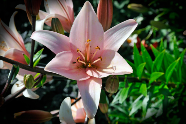 flowers at Georgeson Botanical Garden