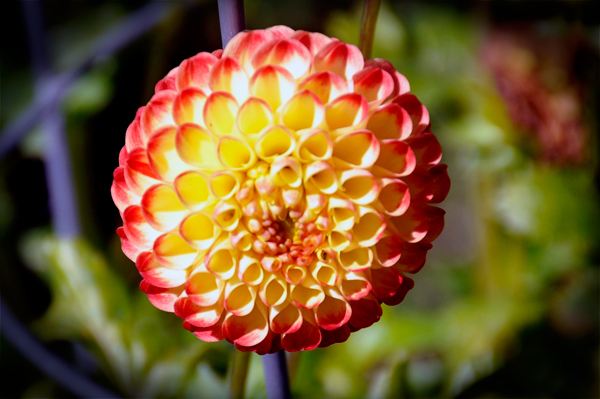 flower at Georgeson Botanical Garden