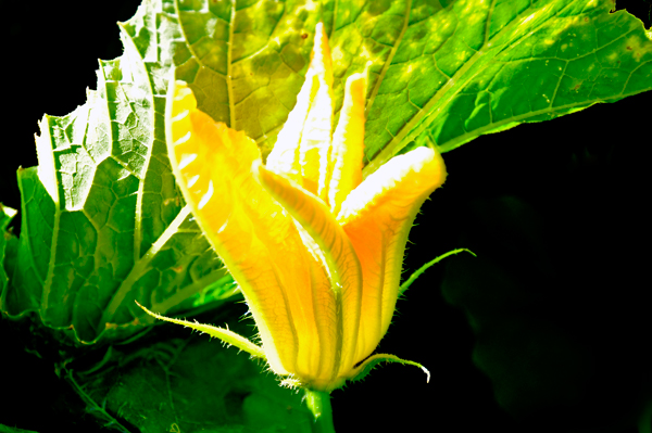 flower at Georgeson Botanical Garden