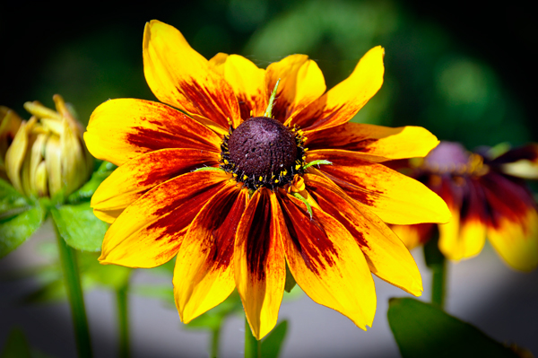 flower at Georgeson Botanical Garden