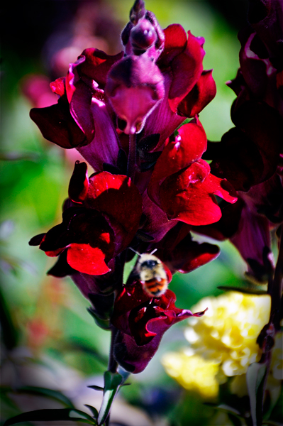 flower and bee at Georgeson Botanical Garden