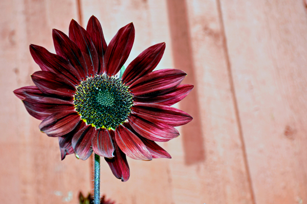 flower at Georgeson Botanical Garden