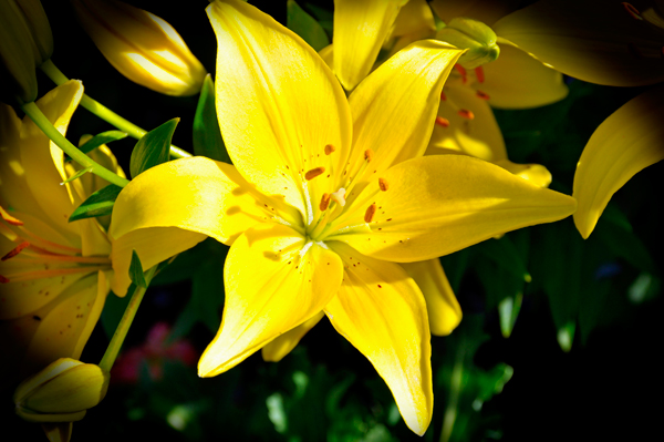 flower at Georgeson Botanical Garden