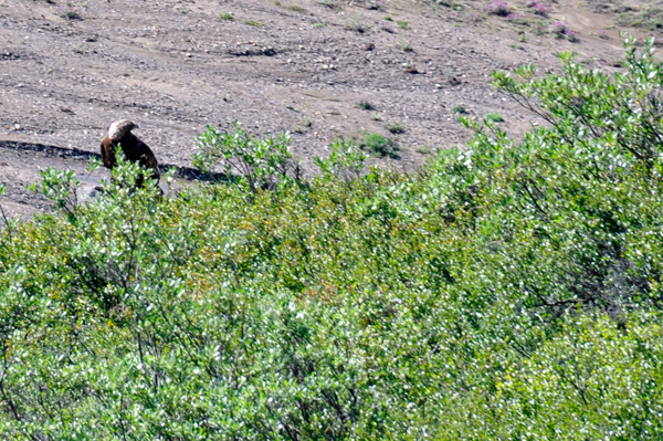 Bald Eagle
