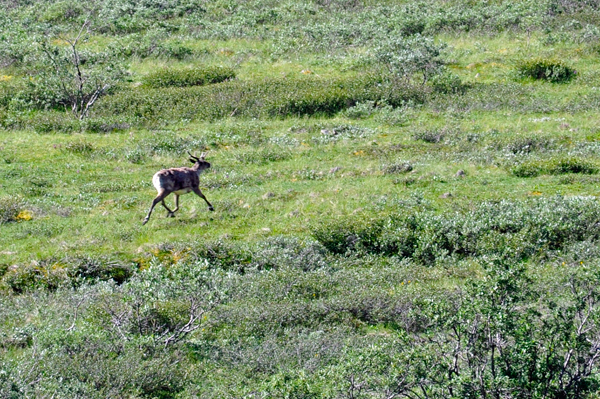 Caribou