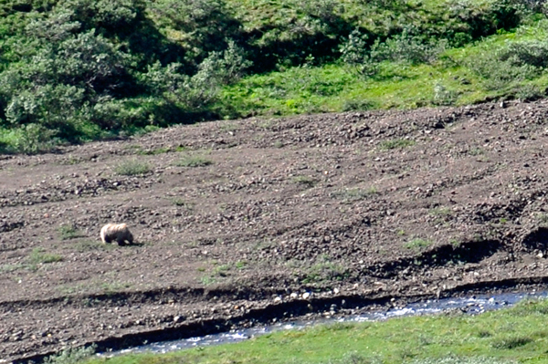 bear