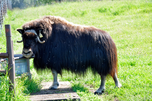  Musk Ox