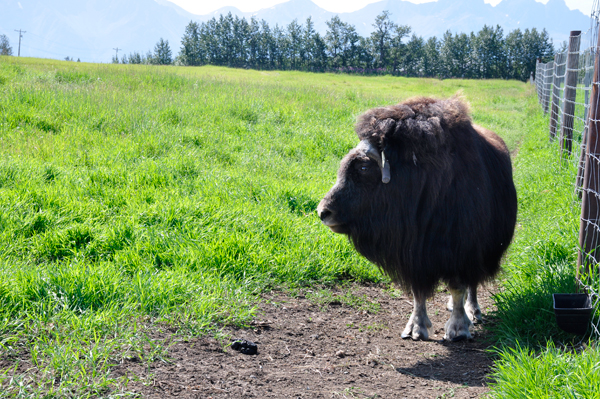  Musk Ox 