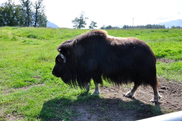  Musk Ox 