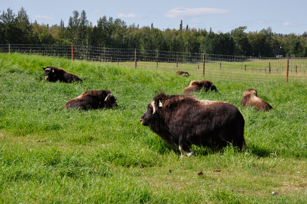  Musk Ox 