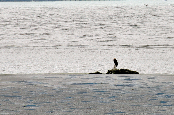 bald eagle