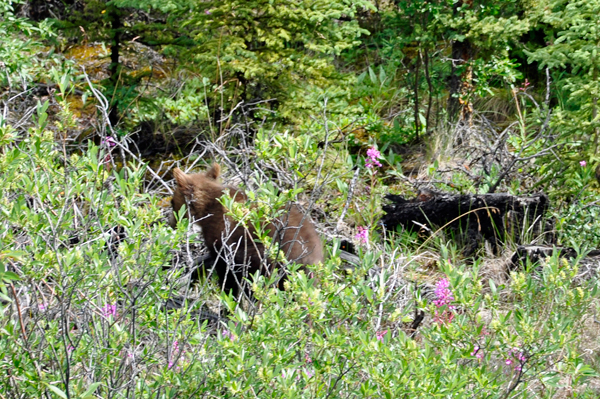 two cubs