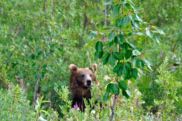 bear