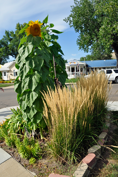 giant sunflower
