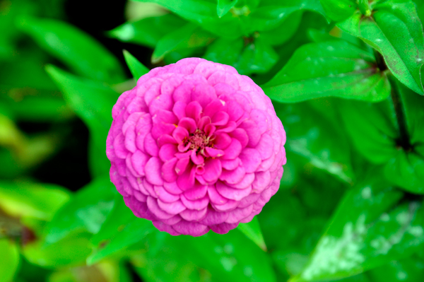 Pretty flower at the Michigan Welcome Center