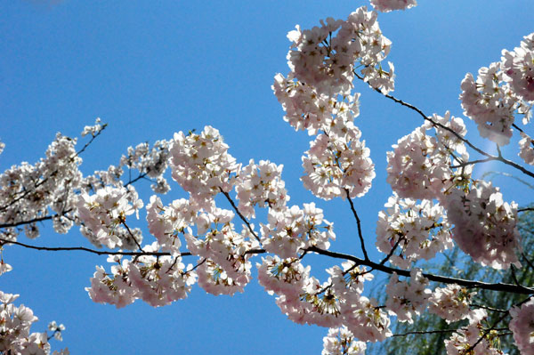 pink Cherry Blossoms
