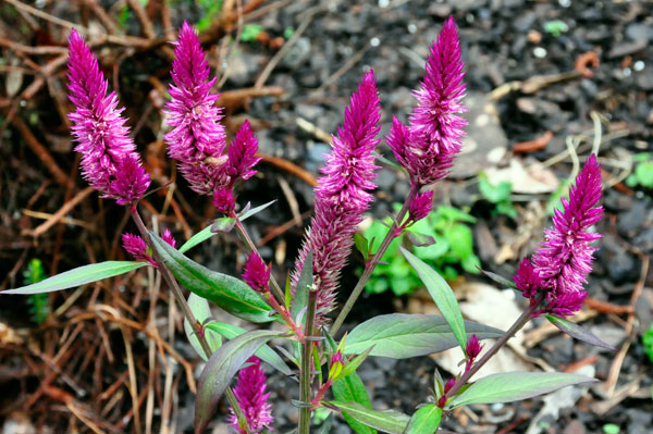 Amaryllidaceae