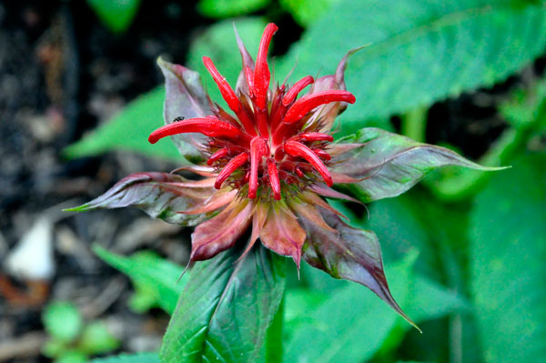 flower