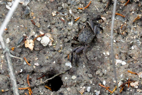 Fiddler crab