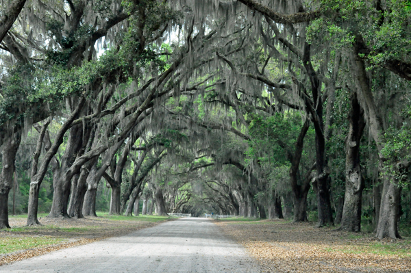 Live Oak tree lined road