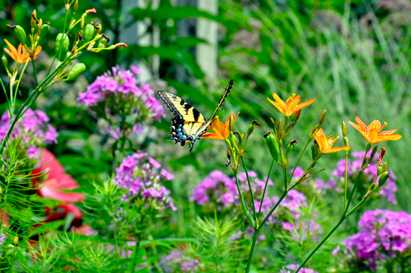 Butterfly and flowers