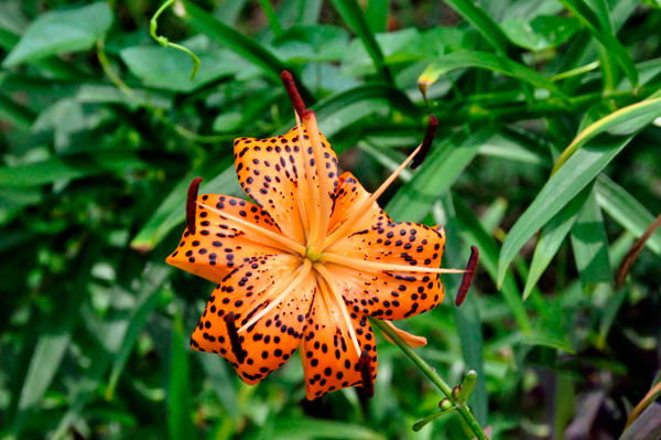 Tiger Lily