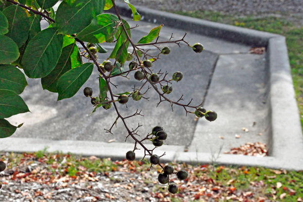 fruit on trees