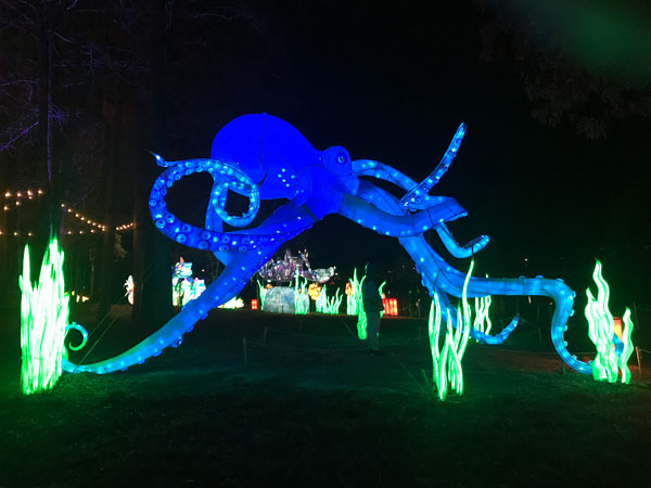 Octopus