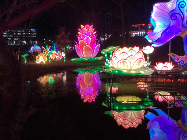 Lotus Pond