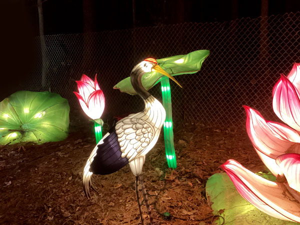 bird - crane