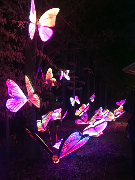 butterflies
