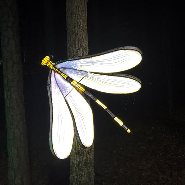 Dragonfly