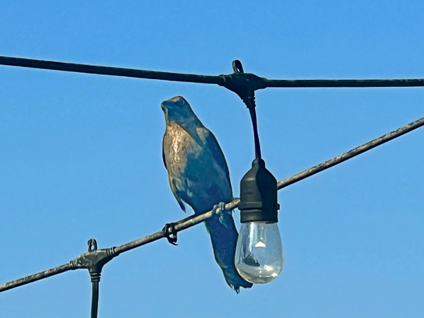 bird on a wire