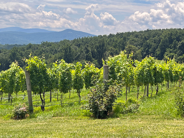 Fox Meadow Vineyards