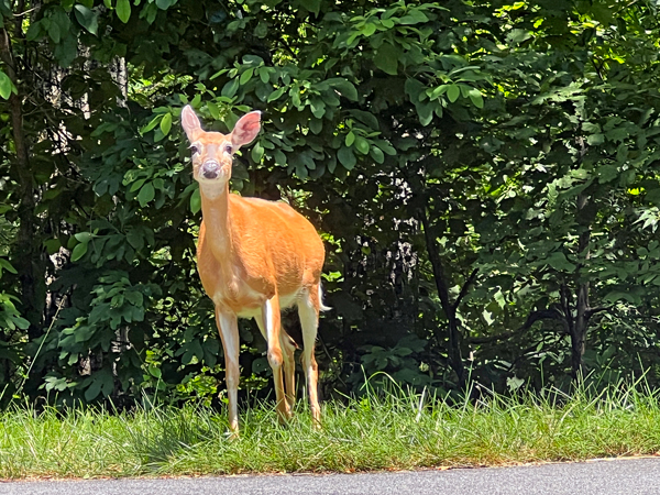 deer