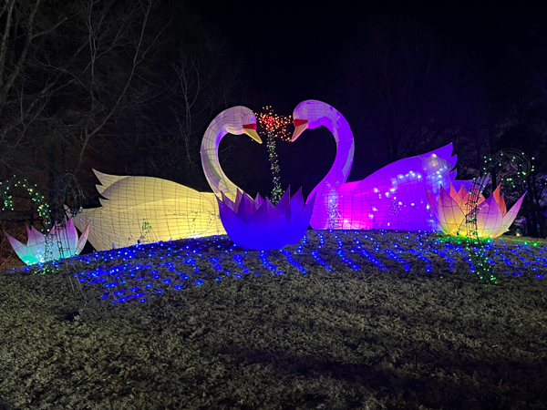 two Sugarplum Swans