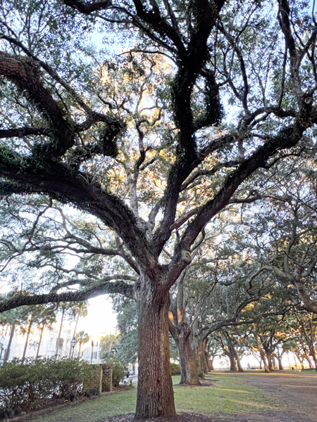unique shaped trees in White Point Garden Park
