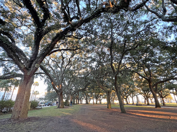 unique shaped trees in White Point Garden Park