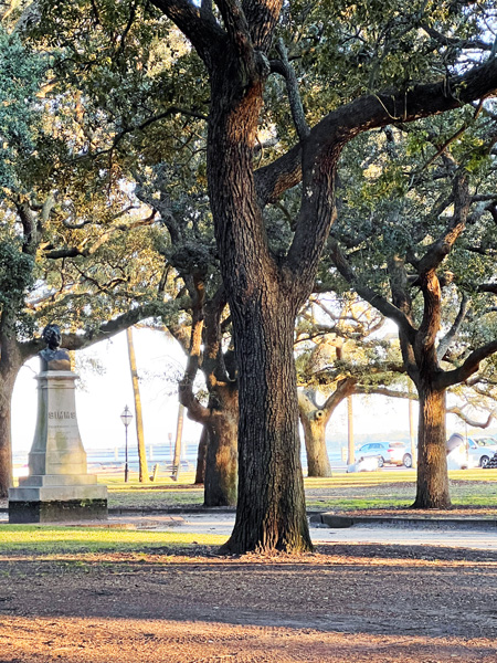unique shaped trees in White Point Garden Park