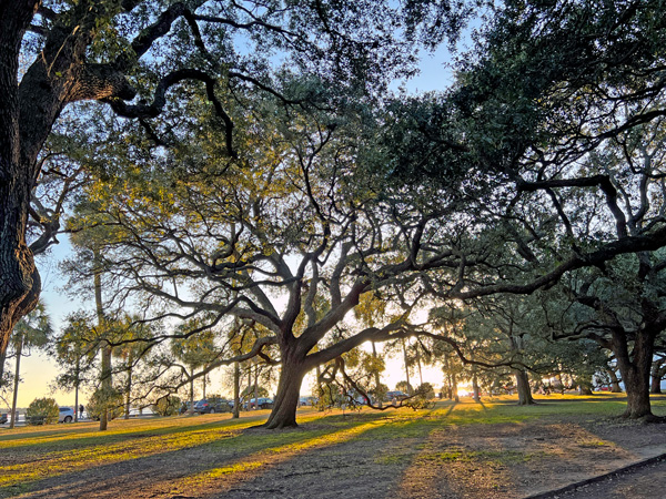 unique shaped trees in White Point Garden Park