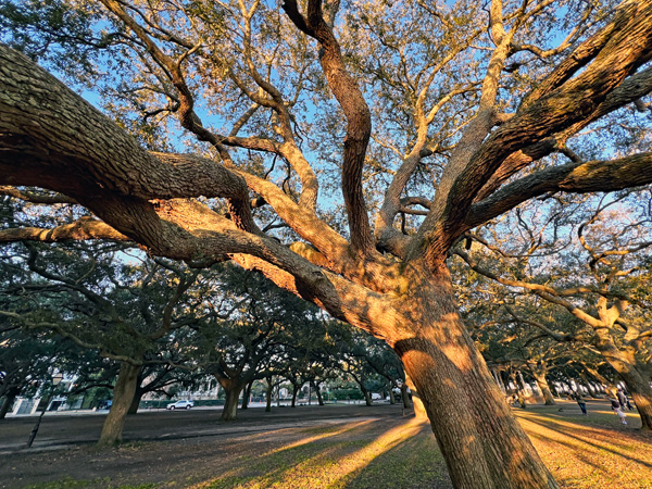 unique shaped trees in White Point Garden Park