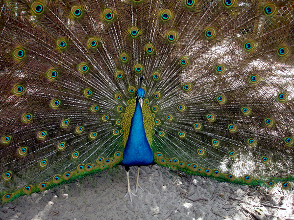 Peacock