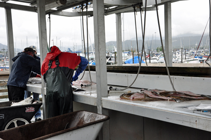 fisherman cleaning their catch