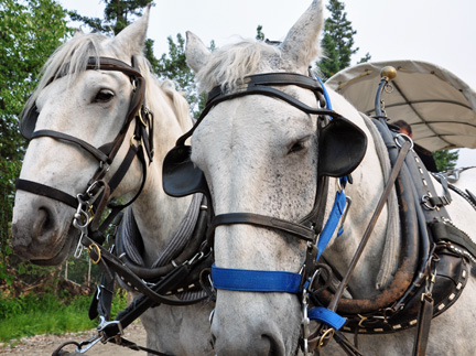 the horses and driver