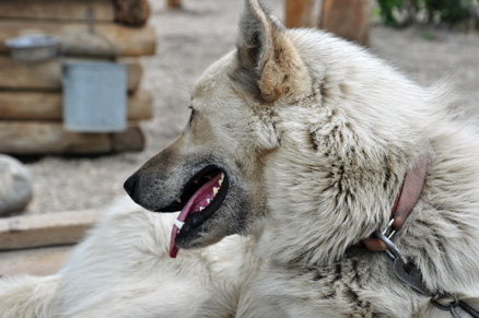 dog