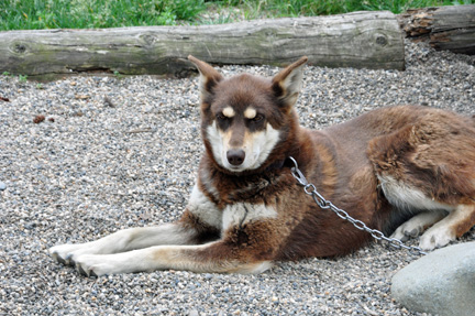 dog