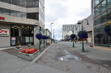 Alaska's state flower - the forget-me-not