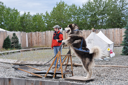 husky driving the sled