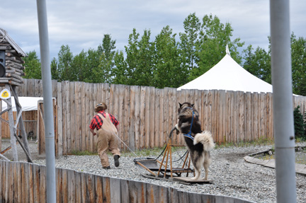 husky driving the sled