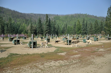 the sled dogs in their kennels